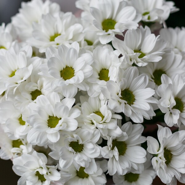 Букет из 5 белых кустовых хризантем