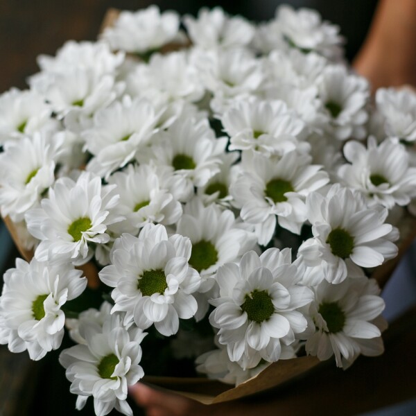Букет из 7 белых кустовых хризантем