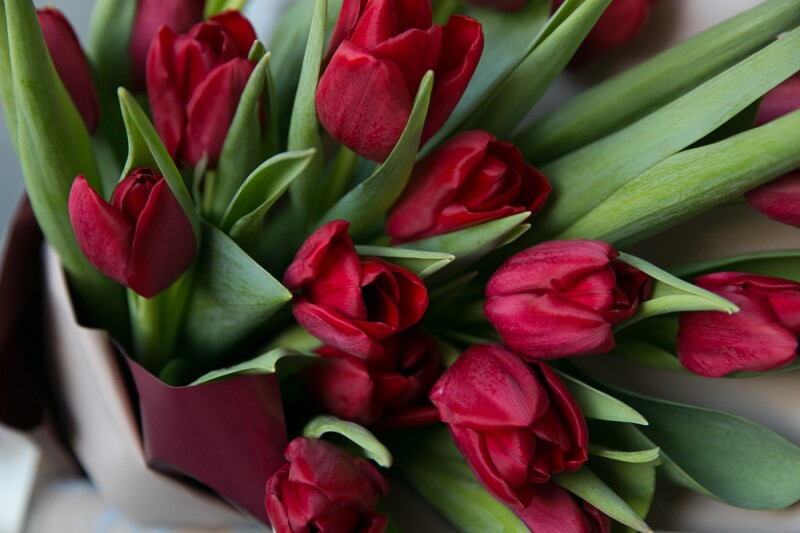 17 красных тюльпанов