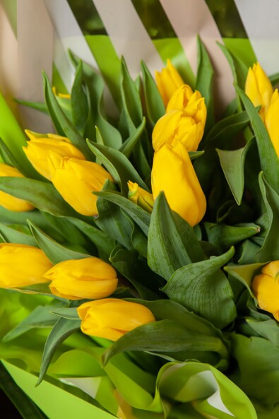 11 жёлтых тюльпанов